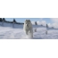 Photo Samoyed lupus familiaris