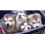 توله سگ های مالاموت آلاسکا
