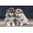 توله سگ های مالاموت آلاسکا