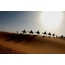 Karavan në shkretëtirën e Saharasë