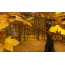 Forêt d'or en automne