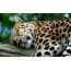 Leopard фотосуреттері