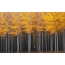 Golden Autumn: forêt jaune plantée