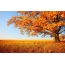 Eenzame boom op een gouden herfst veld