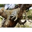 Fotografija leoparda na drevesu