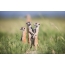 Skupina surikaty