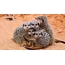 De familia meerkats