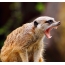 Mouth Meerkat