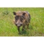 Warthog στο χορτάρι, τη φύση της Νότιας Αφρικής