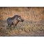 Warthog با حساسیت نسبت به hyena جوان نگاه می کند، اما فرار نمی کند