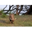 Warthog, picha iliyochukuliwa nchini Zimbabwe