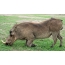Уганда, "Mburo" улуттук паркы, сүрөттө Warthog шыктануу жайыт соруу