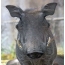 Warthog: portré profilban