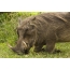 Warthog خوردن چمن بر روی زانوهایش تکیه داده است