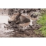 టార్జానియాలోని నగోరోంగో క్రాటర్ ప్రాంతంలోని బురదలో Warthog basks