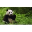 вялікая панда