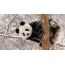 Groot panda op boom