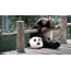 Groot panda wat in die dieretuin rus