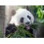 Үлкен Панда тамақтану бамбук