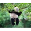 Groot panda hang aan 'n boomtak