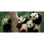 A pandák társasága az állatkertben