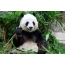 Вялікая панда сілкуецца бамбукам
