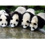 Groot pandas by 'n waterplek