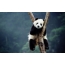 Вялікая панда на дрэве