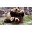Stor panda med barn