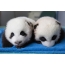 Store panda unger