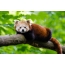 Piros panda a fán