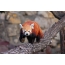 Panda vermella