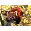 Κόκκινο panda στον Ευρωπαϊκό ζωολογικό κήπο το φθινόπωρο