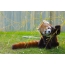 Қызыл панда тамақтану бамбук