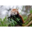 Panda roja comiendo bambú