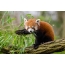 Punainen Panda syöminen bambusta