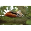 Punainen panda yawns lepää oksalla