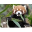 I-Panda ebomvu yokutya i-Bamboo