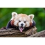 Rød panda gis og viser tungen.