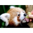 Το κόκκινο panda γλείφει τα εσπεριδοειδή