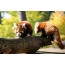 Røde pandaer