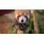 Rdeča panda pogleda v fotoaparat fotografa