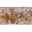 Fuchs im Feld im Winter