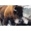 Foto nke bison na oyi