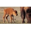 Bayi bison