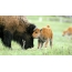 Penjagaan bison