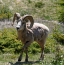 Bighorn πρόβατο ή bighorn (αρσενικό)