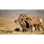 Група самцоў толсторога ў нацыянальным парку РоКі-Маунтин (ЗША)