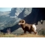 Bighorn ovce, ďalšie meno pre zobákorožec