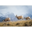 Тоолордо Bighorn козу менен аялдар